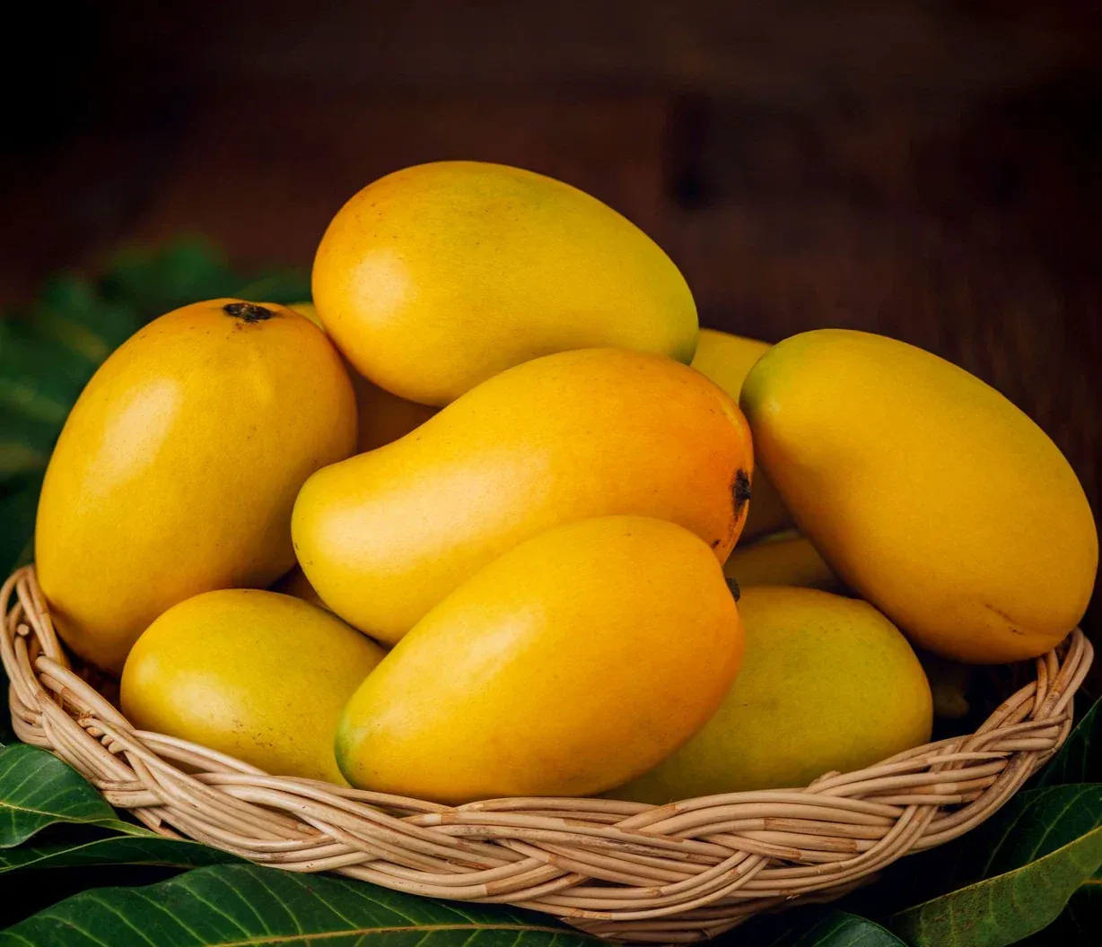Jardalu Mango (જર્દાલુ કેરી)